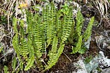 A clump of Aleutian shield fern.