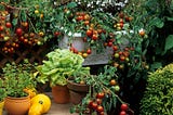 Homegrown: a guide to growing vegetables on your balcony