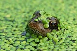 Bionic duckweed: using the future to fight the present