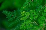 How My Neighbor’s Gardening Routine and My Wife’s Coffee Abstinence Led To Moringa Oleifera