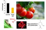 Rose Essential Oil: A Safe Pesticide for Organic Agriculture