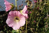 Pink hollyhock in a garden border, with a bee in it