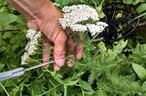 How To Find, Grow, Harvest, And Use Yarrow