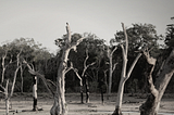 Will climate financial stability risk assessment produce headwinds for climate finance in emerging…