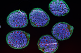 Building a Brain: A Deep Dive into Brain Organoids