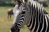 It is I: The incredible shrinking zebra