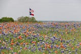 Poisonous Plants of Texas