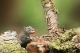 Are animals moral beings? An Essay