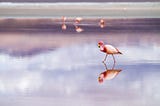 L’histoire d’un flamant rose qui se tenait sur deux pattes