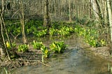 The American Skunk Cabbage: A “Curse” or plain stinking stupidity?