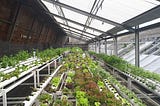 Two easy ways you can incorporate hydroponics into your gardening