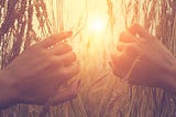 Hands parting grass or wheat to reveal the sun light