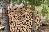A stack of birch firewood in between two large trees in a back yard scene