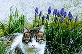 Twinkle the cat with flowers