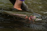 Snake River salmon headed for extinction without drastic action
