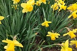 Beginners Springtime Mind