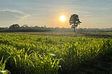 Agrinoze’s precision farming system increases corn yield by 320%