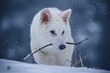 The “De-Extinction” of the Dire Wolf