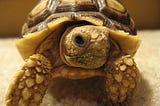 Life in the Slow Lane: The Tortoise Marketing Track