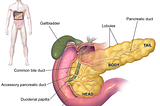 It’s a pancreas, not a dick. Illustration by Bruce Blaus.