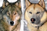 Difference between a dog and a wolf