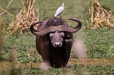 A water buffalo with a white bird on its back