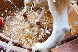 A dog digging and splashing in a wading pool