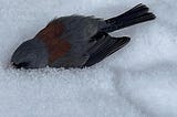 How to Bury a Dead Bird With Honor in Winter