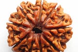 9 Mukhi Rudraksha for Rahu