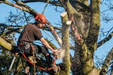 Factors influencing quotes for tree removal services in Sydney