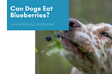 Can Dogs Eat Blueberries? The Best Superfood For Dogs