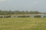 Herd of elephants in Sri Lanka by Prachi Arya