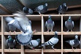 A Pigeon fighting the Pigeonhole