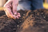 Bigger Harvests with Less Space: Make the Most of Your Garden Succession Planting