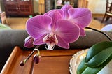 A magenta orchid plant blooming inside my home on a silver tray.
