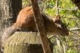 A chipmunk on a fencepost in the April Sun.