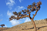 Following the Frankincense Trail