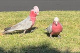 The Pink Galahs Came Back