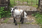 Twin Lambs Set Up Home in My Garden