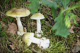 Deadly Delight: The Dangers of the Infamous Death Cap Mushroom