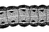Caterpillars Used to Synthesise Complex Fluorescent Molecules