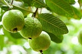 Even a Guava Tree Teach You Something for Living | Search in the Right Place…