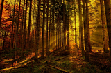 Sun Ray Forest, Hungary