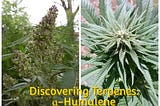 Discovering Terpenes: ɑ-Humulene