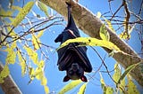 image of black bat, blue sky background, hangs from a tree branch