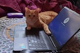 She is Durga — A Cat is sitting on a laptop