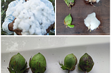 A Grassroots Innovation for India’s Cotton Future