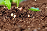 How to grow geraniums from seed