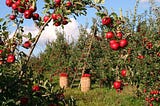 Trees and Apples