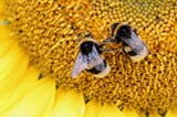 Two bumble bees on a sunflower.